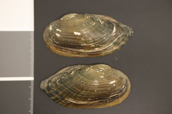 Media type: image;   Malacology 178777 Description: Preserved specimen.;